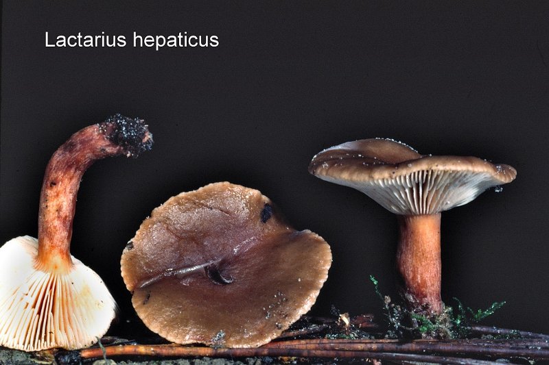 Lactarius hepaticus-amf1106.jpg - Lactarius hepaticus ; Syn: Lactarius nitidus ; Nom français: Lactaire hépatique
